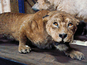 Une lionne au musée Delacroix