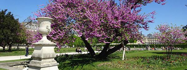 Jardin des Tuileries